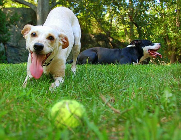 Собаки с теннисными мячиками (36 фото)