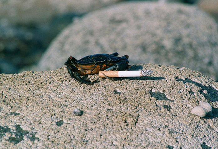 Курящие крабы (19 фото)