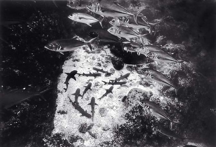 Красивые черно-белые подводные фотографии (72 фото)