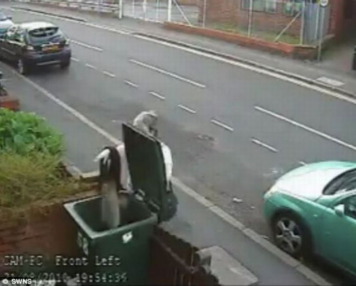 Женщина, кинувшая кота в мусорный бак (6 фото + видео)