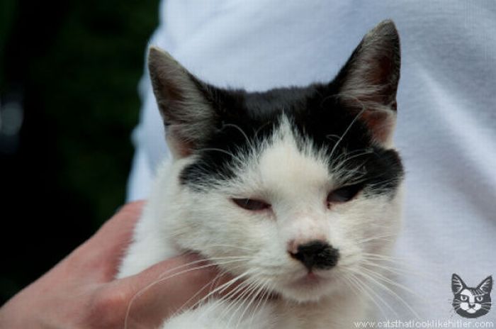 Коты, которые похожи на Гитлера (39 фото)