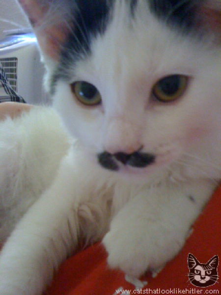 Коты, которые похожи на Гитлера (39 фото)