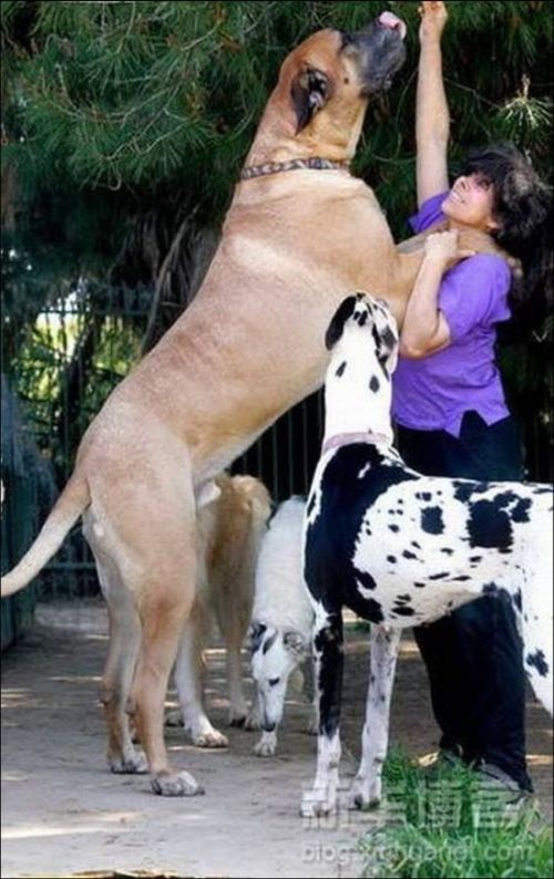Огромные собаки (19 фото)