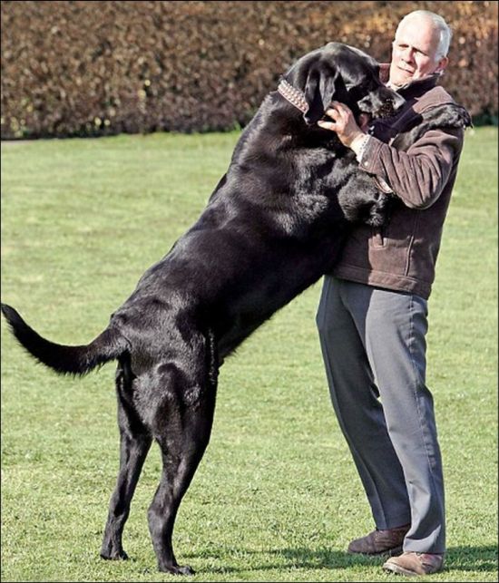 Огромные собаки (19 фото)