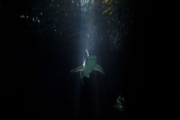 Акулы (27 фото)