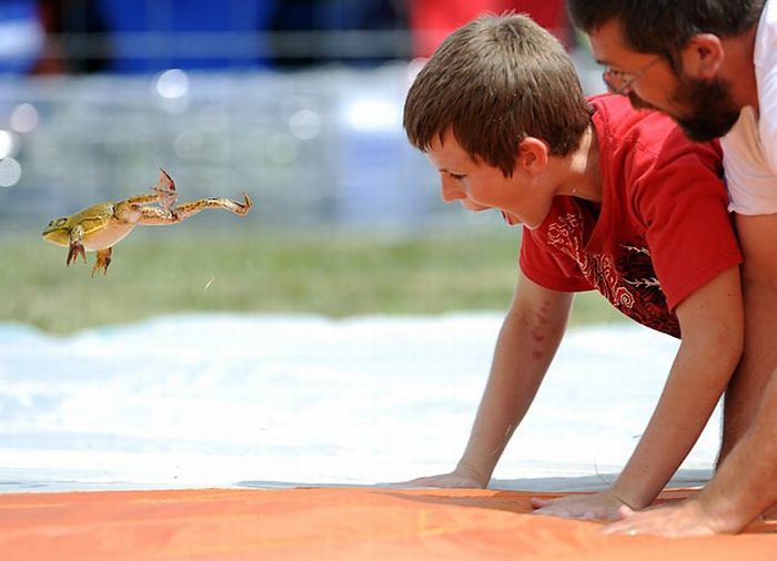 Чемпионат по прыжкам лягушек (15 фото)