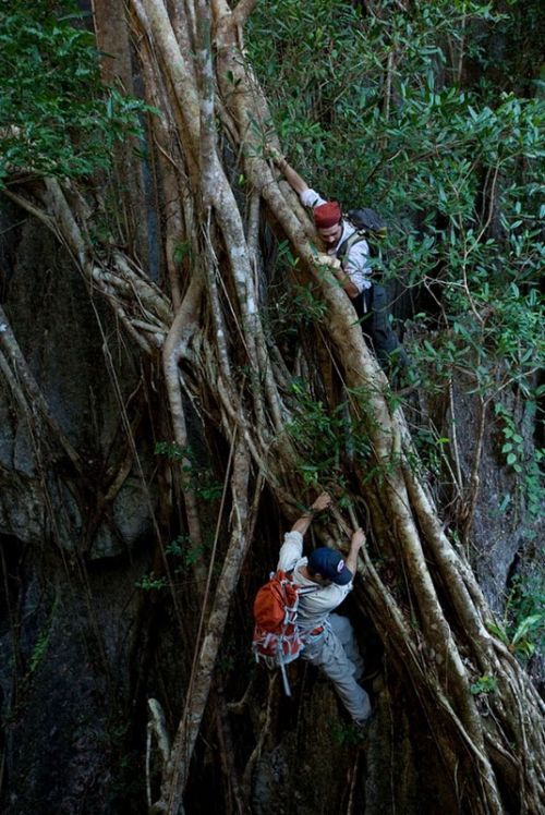 Каменный лес Мадагаскара (19 фото)