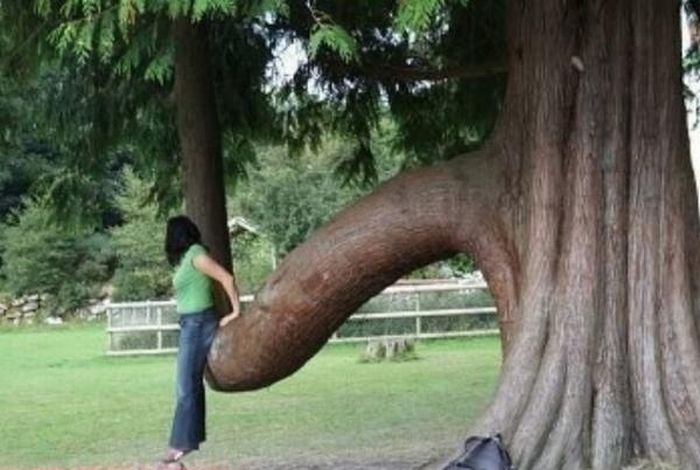 Нашла в парке членовое дерево ~ Мега-Порно!