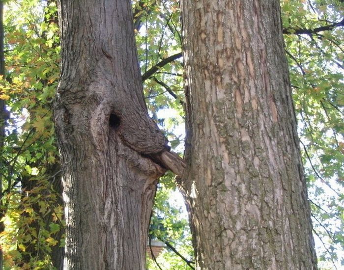 Порно-деревья (12 фото)