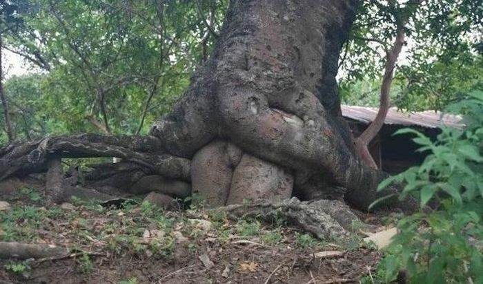 Порно-деревья (12 фото)