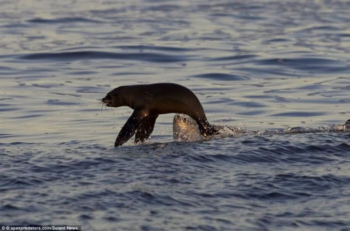 Счастливый тюлень избежал смерти (3 фото)
