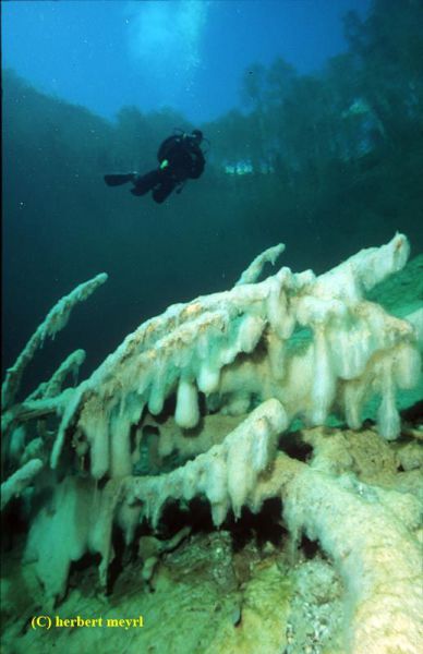 Подводный луг (28 фото + видео)