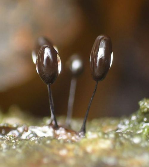 Красивые грибы плесени (63 фото)