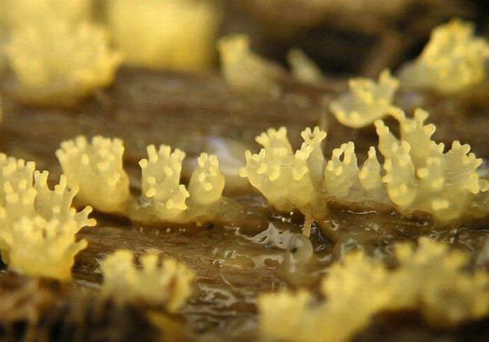 Красивые грибы плесени (63 фото)