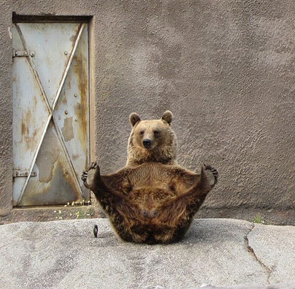 Медведь занимается йогой (7 фото)