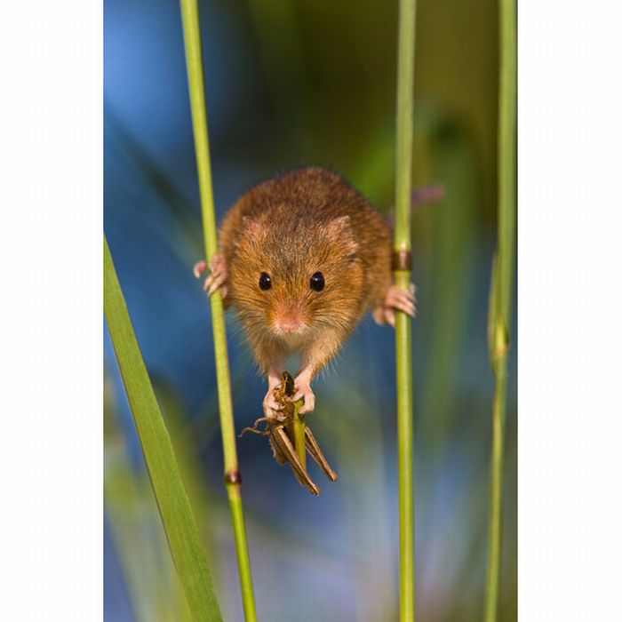 Жизнь полевых мышей (17 фото)