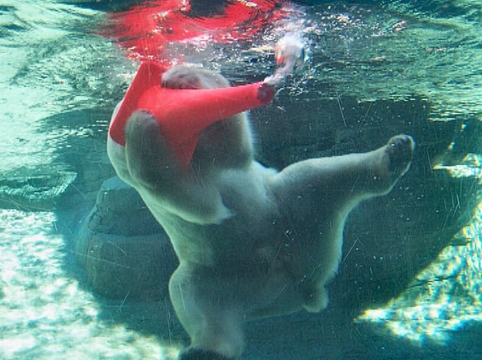 Белые медведи с конусами на голове (6 фото)
