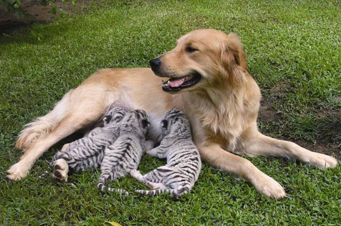 Когда животные усыновляют других (12 фото)