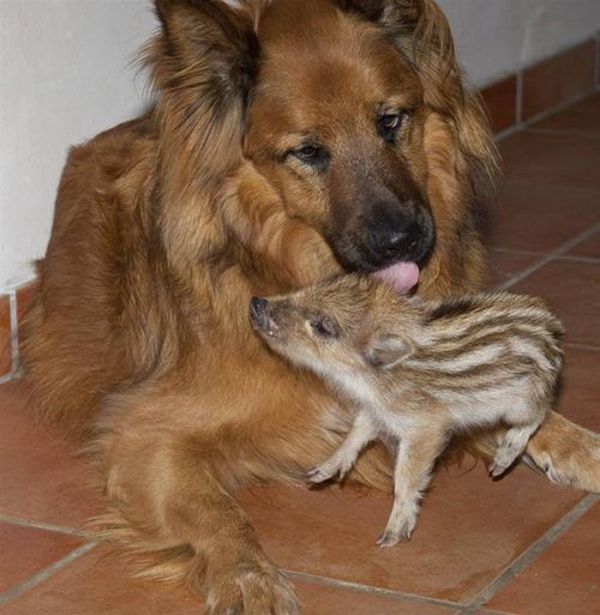 Когда животные усыновляют других (12 фото)