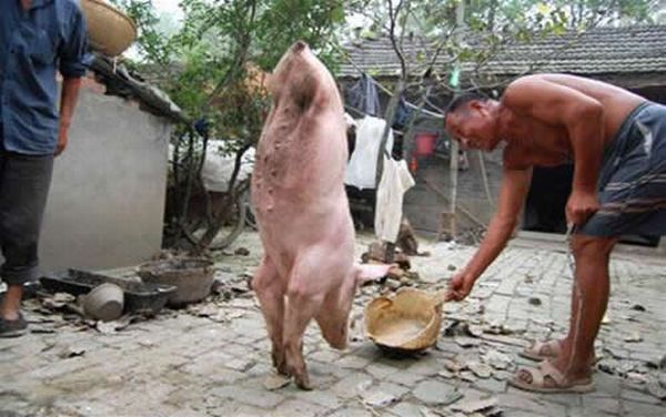 Почему свиньи садятся на задние ноги?