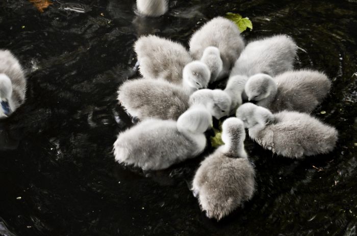 Маленькие лебедята (20 фото)