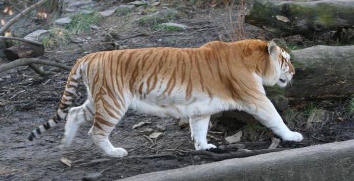Необычный золотой тигр (8 фото)