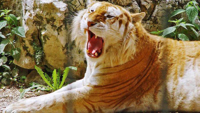 Необычный золотой тигр (8 фото)