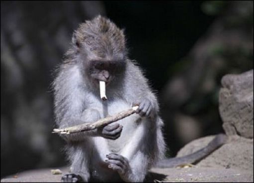 Курящие обезьяны (25 фото)