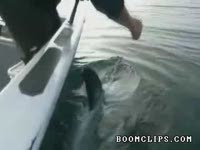 Видео дня