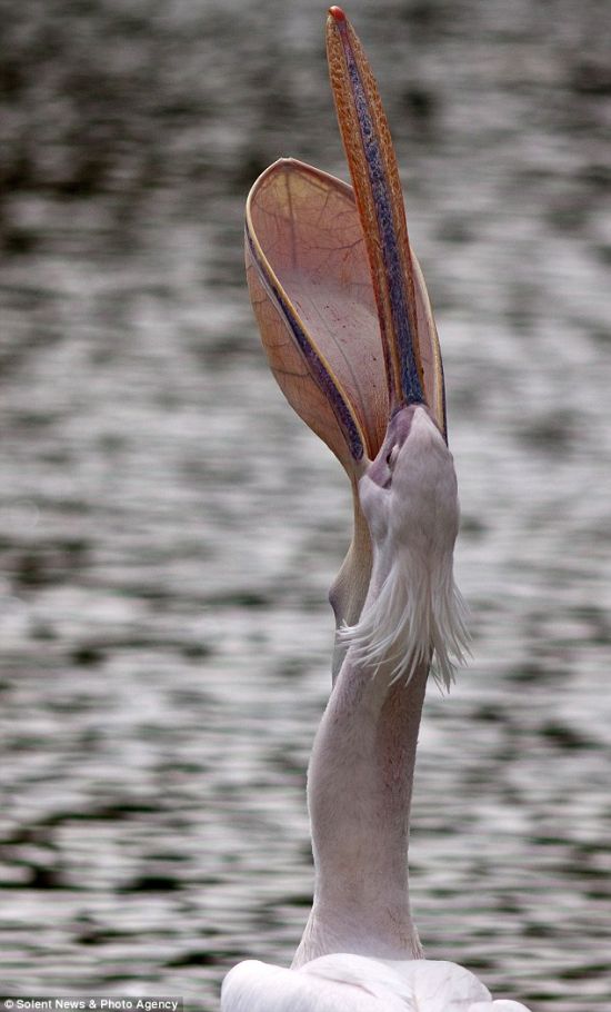 Пеликан проглотил голубя (4 фото)