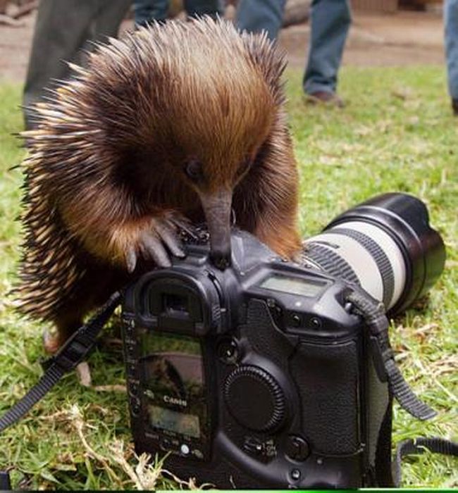 Животные с фотоаппаратами (30 фото)