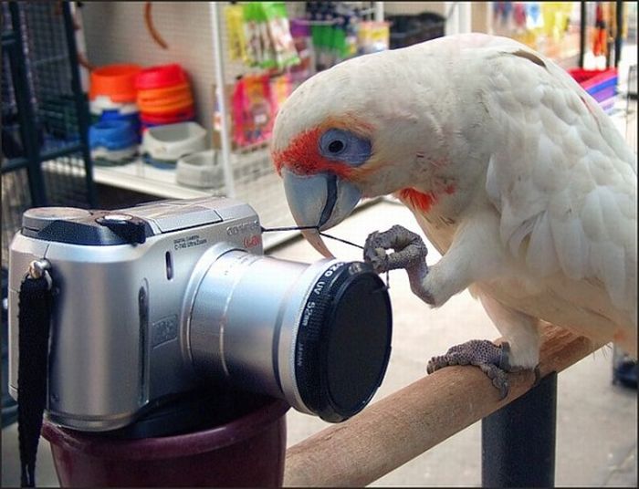 Животные с фотоаппаратами (30 фото)