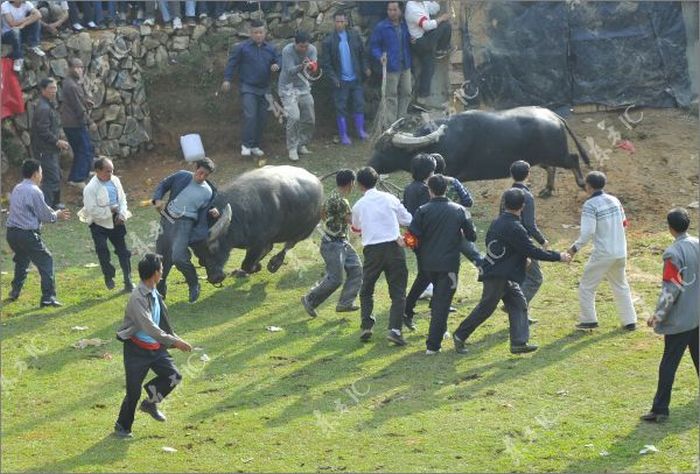 В Китае бык устроил панику во время бычьих боев (13 фото)
