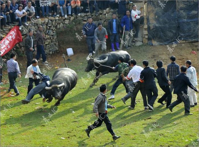 В Китае бык устроил панику во время бычьих боев (13 фото)