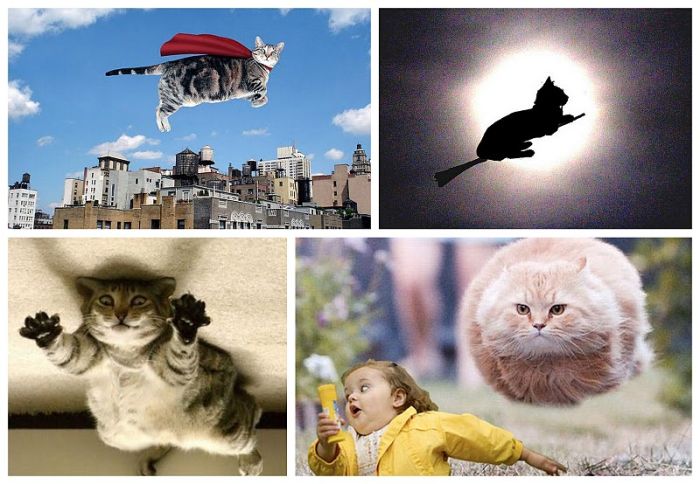 Летающие коты (11 фото)