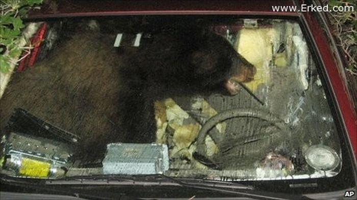 Животные, нападающие на машины (23 фото)
