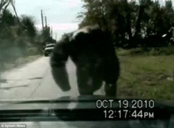 Домашний Шимпанзе напал на полицейских (7 фото + видео)