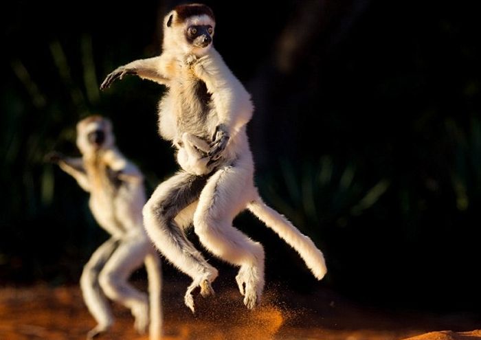 Танцующие лемуры (11 фото)