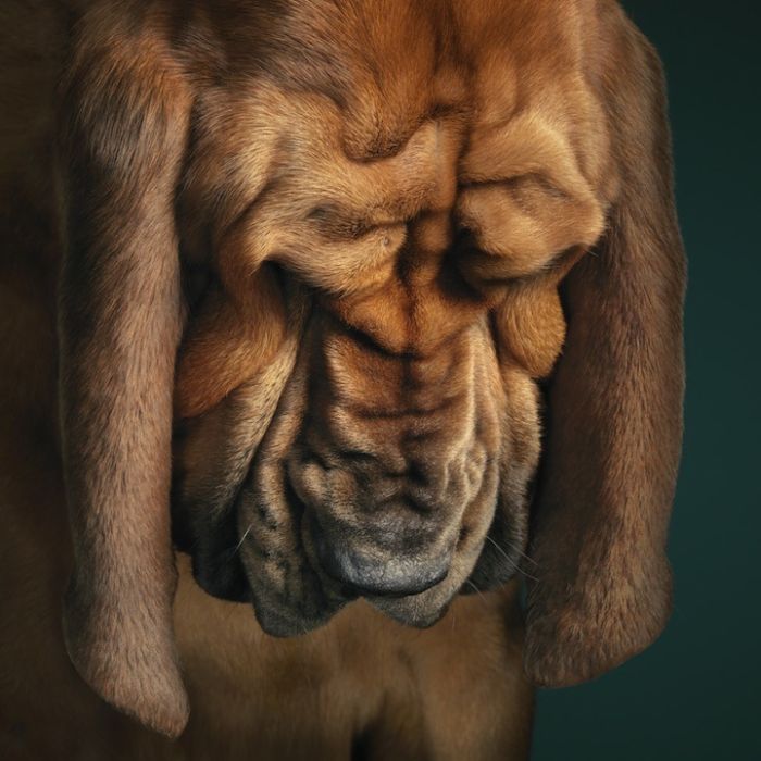 Классные портреты собак (15 фото)
