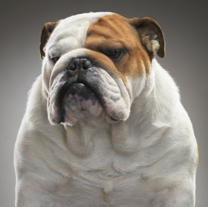 Классные портреты собак (15 фото)