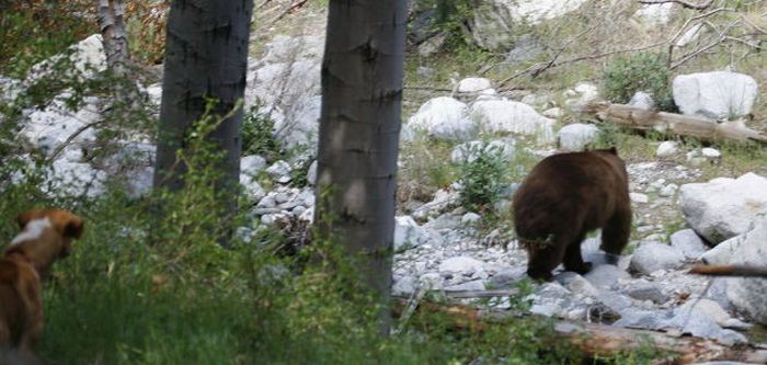 И тут пришел медведь (6 фото)