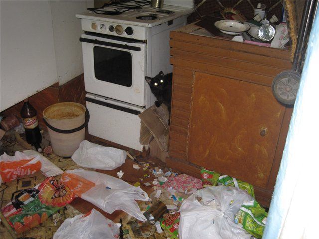 Коты в опечатанной квартире (21 фото)