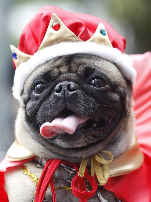 Собаки в костюмах на парадах (20 фото)