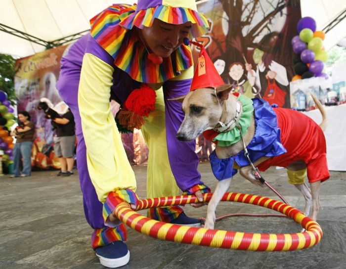 Собаки в костюмах на парадах (20 фото)