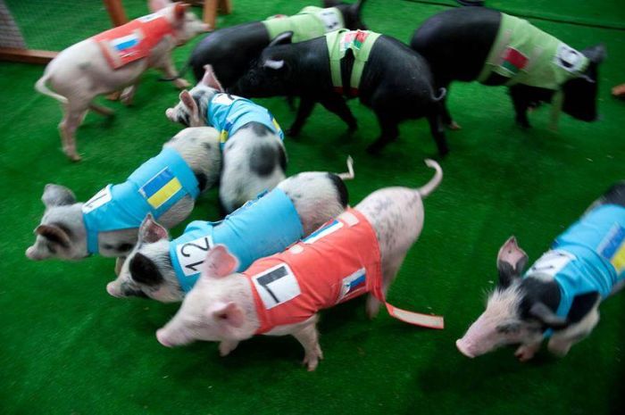 Олимпийские игры свиней (19 фото)