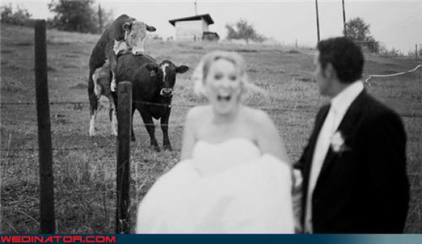 Смешные свадебные фотографии (72 фото)