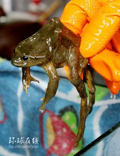 Коктейль из лягушек (6 фото)