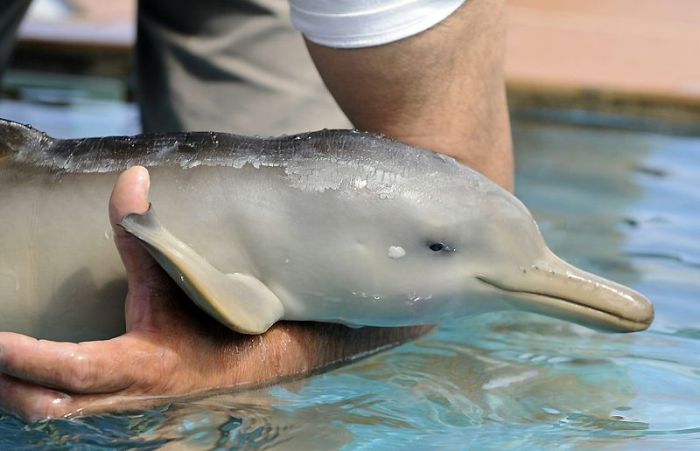 10-дневный дельфин (7 фото)