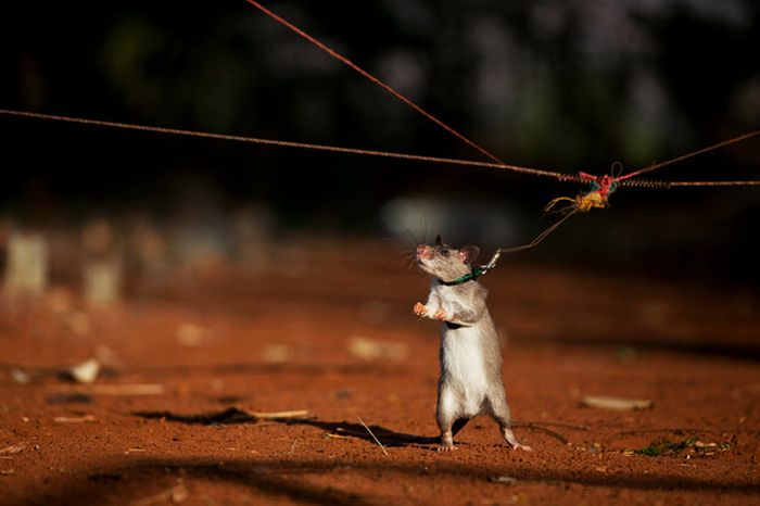 Крысы-саперы (13 фото)