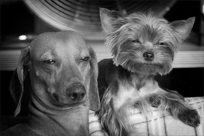 Собаки,которые выглядят обкуренными (16 фото)